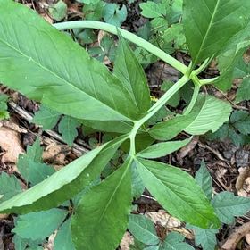 Photo of the plant species Dragon Root by @NewOricad71 named Huckleberry Fern on Greg, the plant care app