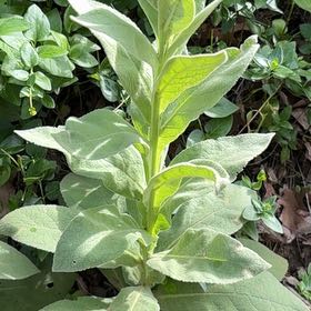 Photo of the plant species Mullein by @NewOricad71 named Leaf Erickson on Greg, the plant care app