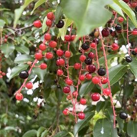 Photo of the plant species Black Cherry by @NewOricad71 named Athena on Greg, the plant care app