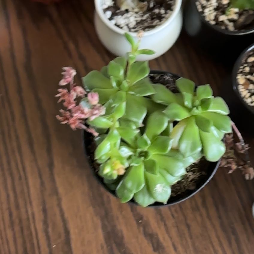 Photo of the plant species Sedeveria 'Letizia' by @HotKalitragus25 named Sonora on Greg, the plant care app