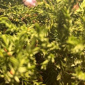 Photo of the plant species American Common Juniper by @NotablePlumtree named ChloroPhil on Greg, the plant care app