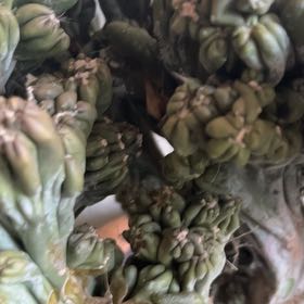 Photo of the plant species Peyote by @NotablePlumtree named Fernie Mac on Greg, the plant care app