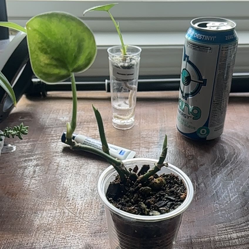 Photo of the plant species Satin Pothos by @BrotherlyAlbo89 named Figyonce on Greg, the plant care app