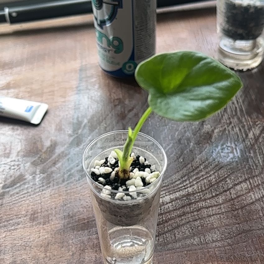 Photo of the plant species Simpo by @BrotherlyAlbo89 named Kendall on Greg, the plant care app