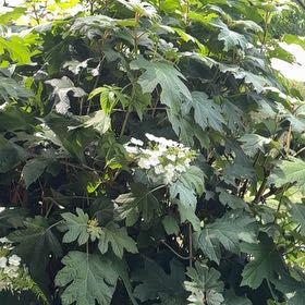 Photo of the plant species Oakleaf Hydrangea by @RichBibi82 named Michelle Branch on Greg, the plant care app