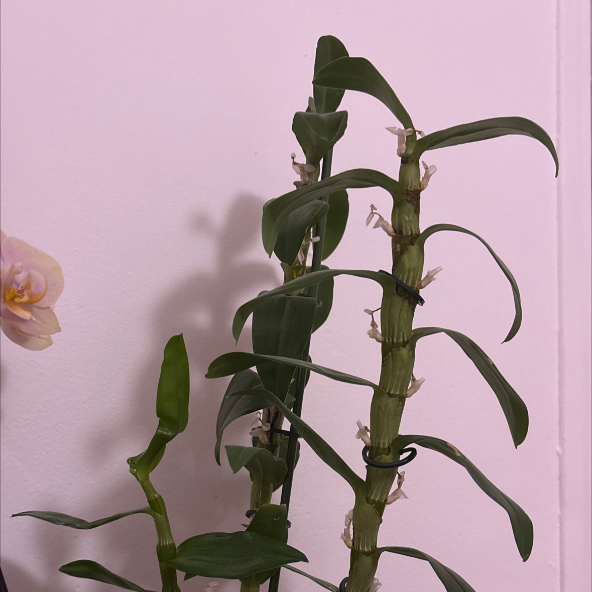 Photo of the plant species Bright Eyes by @GodsendFeltbush named Bea on Greg, the plant care app