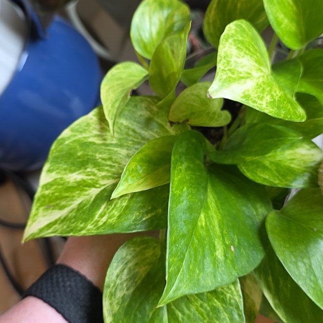 Photo of the plant species Neon Queen Pothos by @FairPaleflax44 named Kesha on Greg, the plant care app