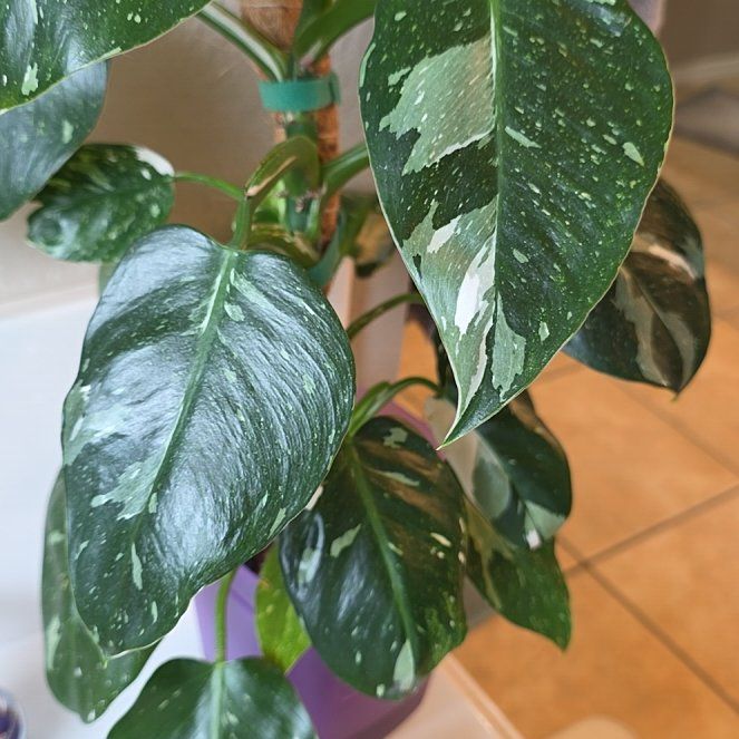 Photo of the plant species Philodendron 'White Wizard' by @FairPaleflax44 named Merlin on Greg, the plant care app