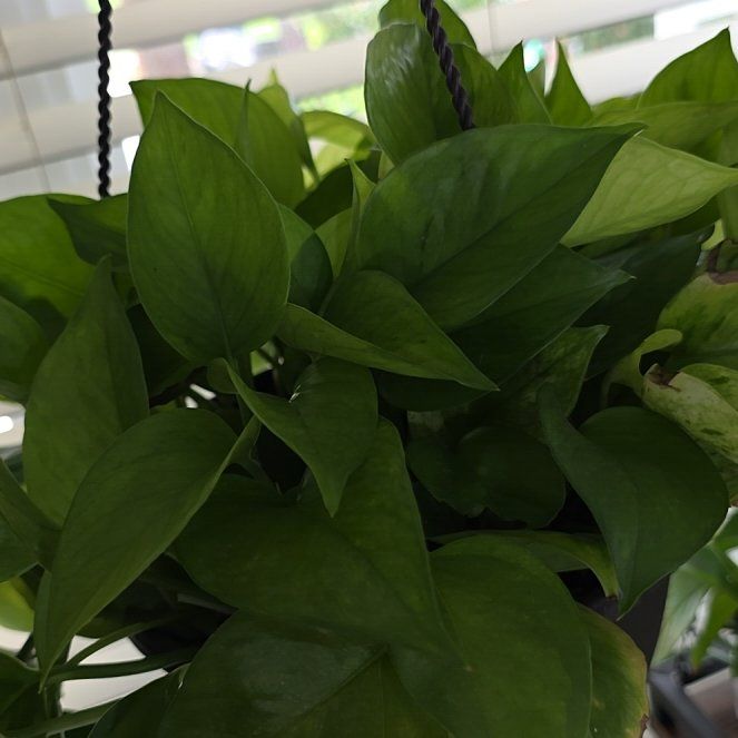 Photo of the plant species Jessenia Pothos by @FairPaleflax44 named Rihanna on Greg, the plant care app