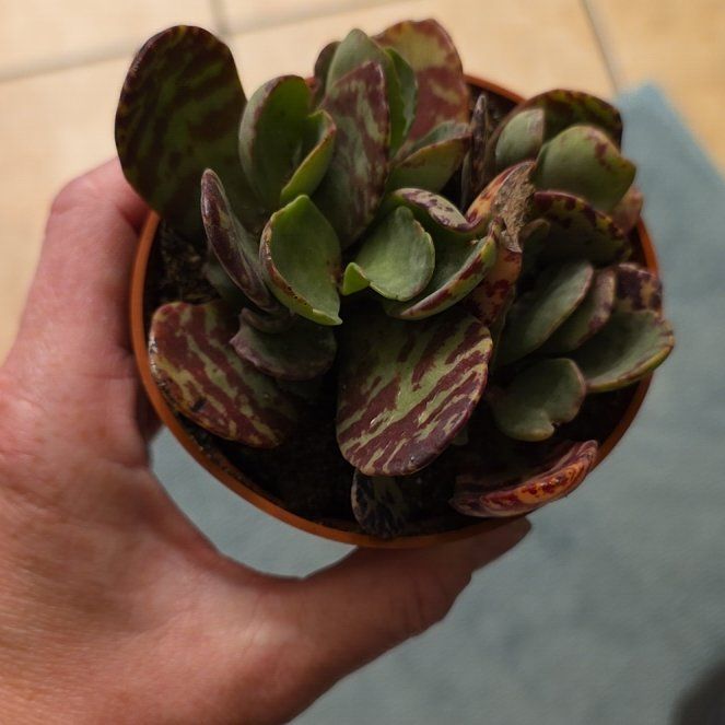 Photo of the plant species Kalanchoe humilis by @FairPaleflax44 named Orwell on Greg, the plant care app
