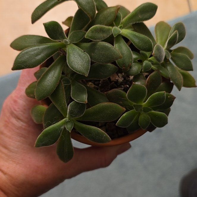 Photo of the plant species Ruby Slippers Echeveria by @FairPaleflax44 named Xena on Greg, the plant care app