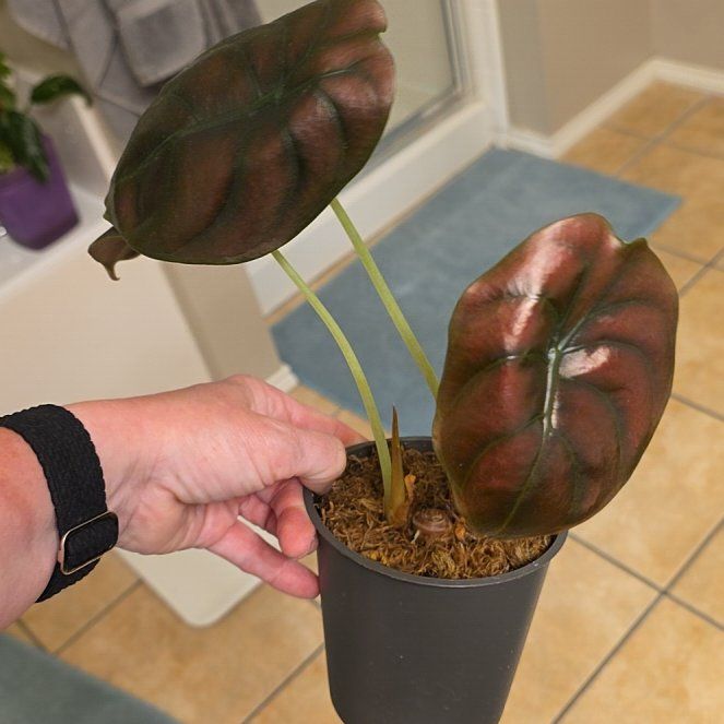 Photo of the plant species Alocasia Cuprea by @FairPaleflax44 named Sonora on Greg, the plant care app