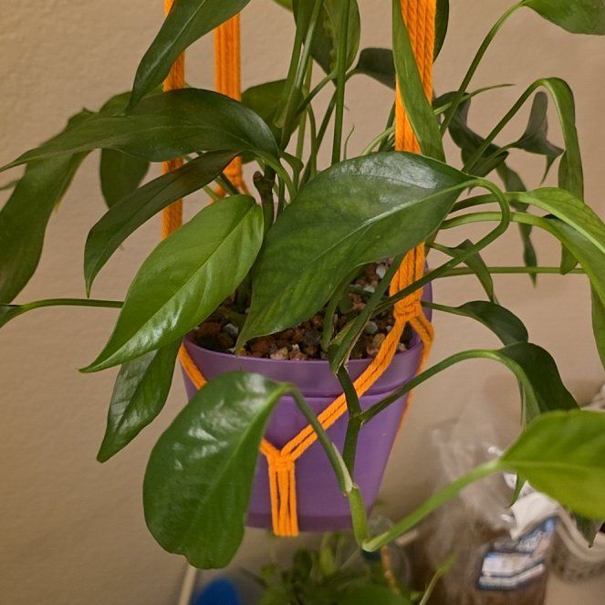 Photo of the plant species Baltic Blue Pothos by @FairPaleflax44 named Foxxy on Greg, the plant care app