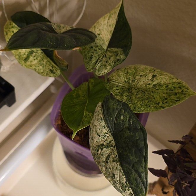 Photo of the plant species Alocasia Dragon Scale mint Verigated by @FairPaleflax44 named Coco on Greg, the plant care app