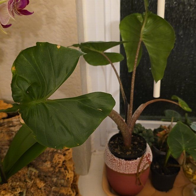 Photo of the plant species Stingray Plant by @FairPaleflax44 named Zeus on Greg, the plant care app
