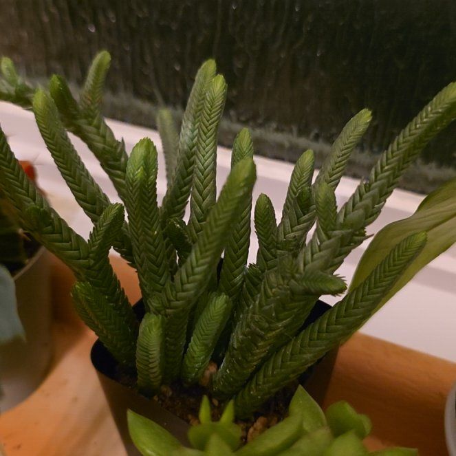 Photo of the plant species Watch Chain by @FairPaleflax44 named Hemingway on Greg, the plant care app