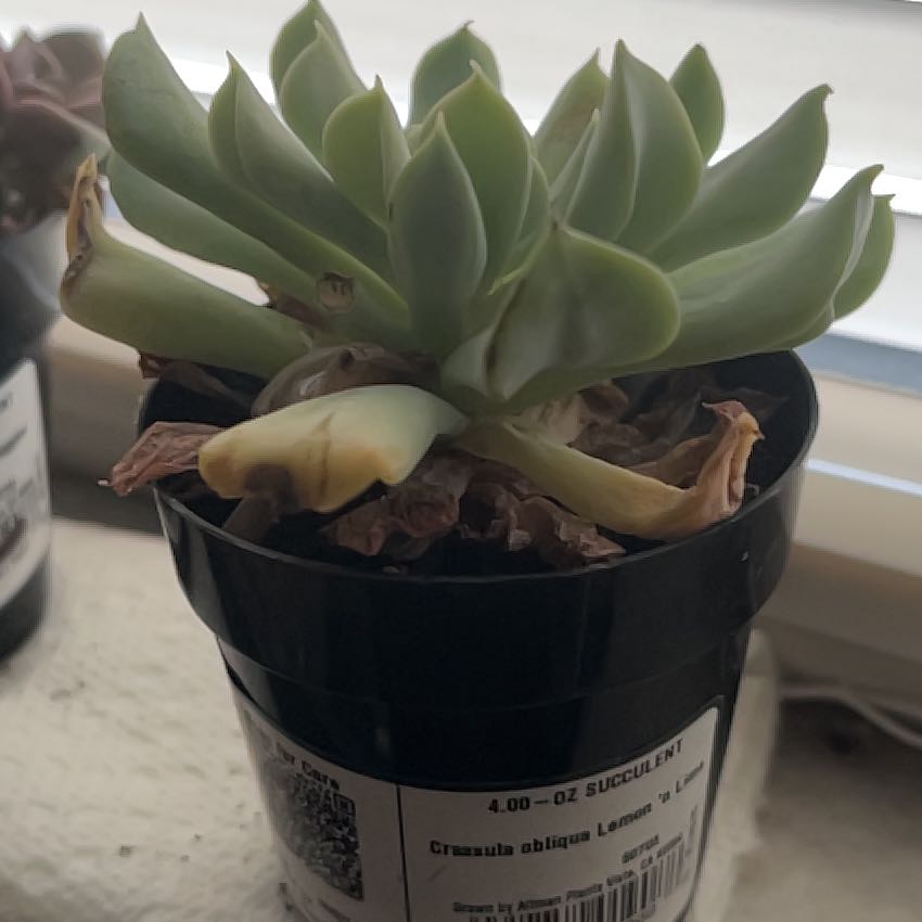 Photo of the plant species Crassula obliqua 'Lemon 'n Lime' by @SecureCobnut76 named Lebron on Greg, the plant care app