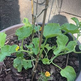 Photo of the plant species Melon by @HardyNoblefir76 named Beckham on Greg, the plant care app