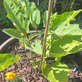Photo of the plant species Eggplant by @HardyNoblefir76 named Demi on Greg, the plant care app