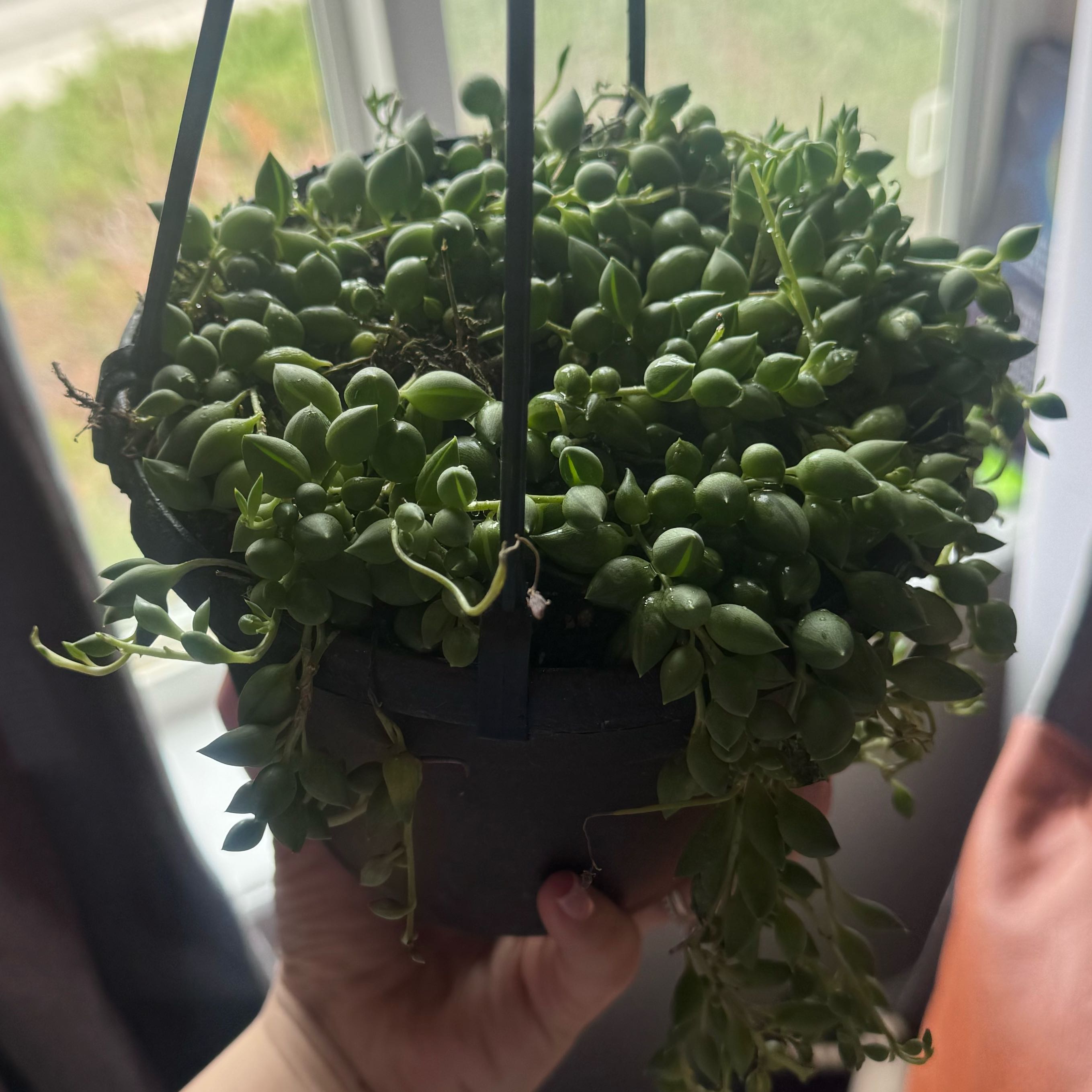 Photo of the plant species String of Tears by @BusyYuzu82 named Madonna on Greg, the plant care app