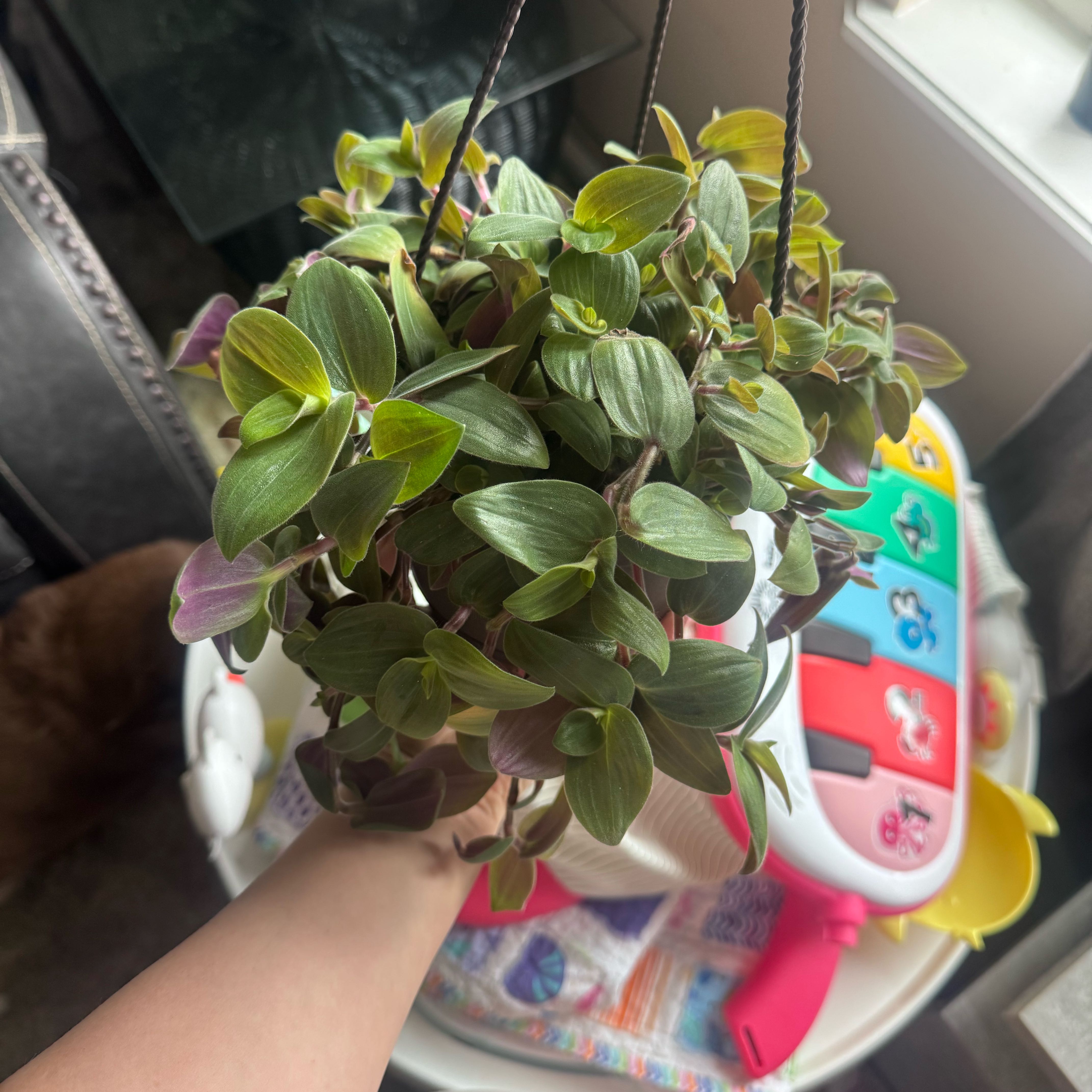 Photo of the plant species Baby Bunny Bellies by @BusyYuzu82 named Tera on Greg, the plant care app