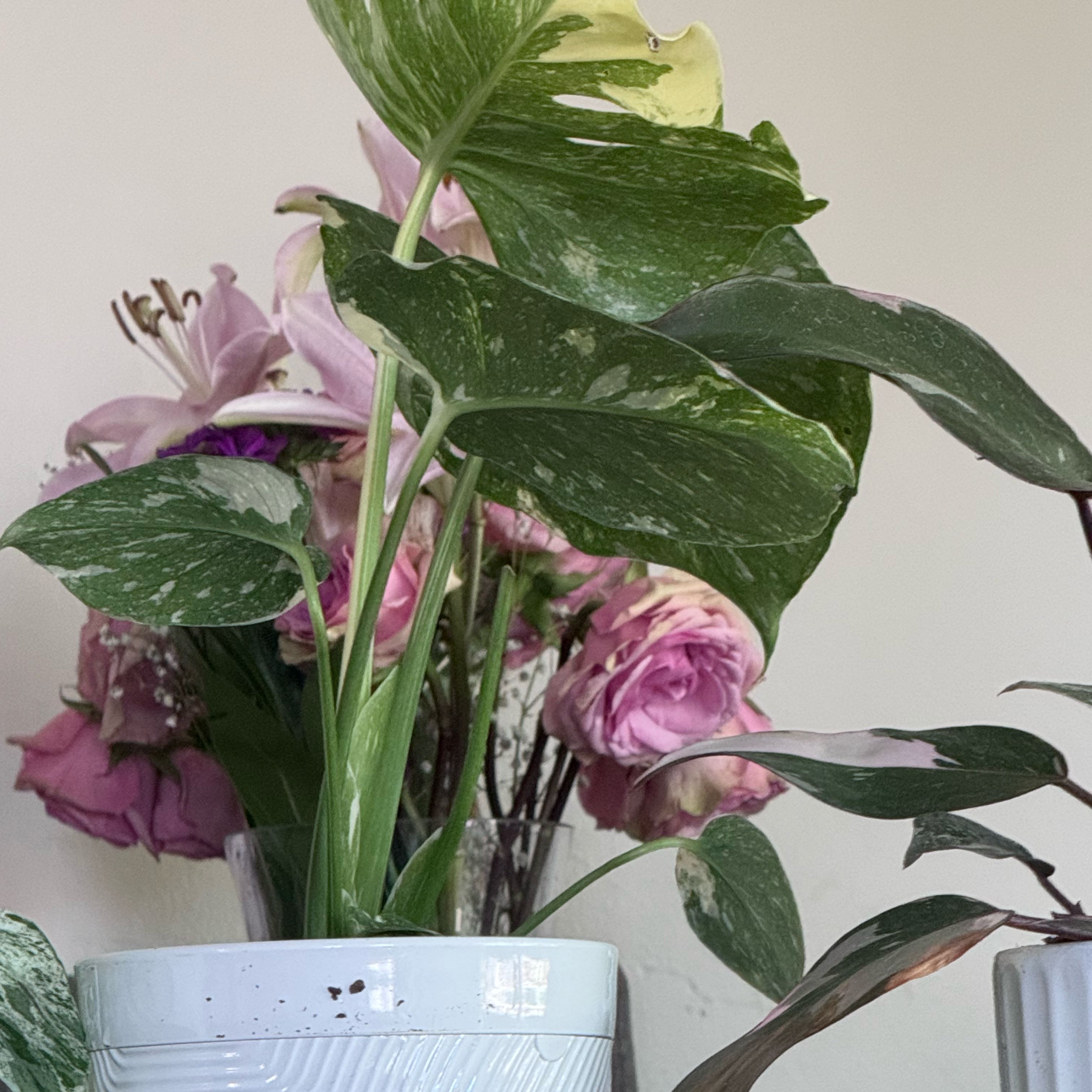 Photo of the plant species yellow variegated monstera by @BusyYuzu82 named Bigleef Smalls on Greg, the plant care app