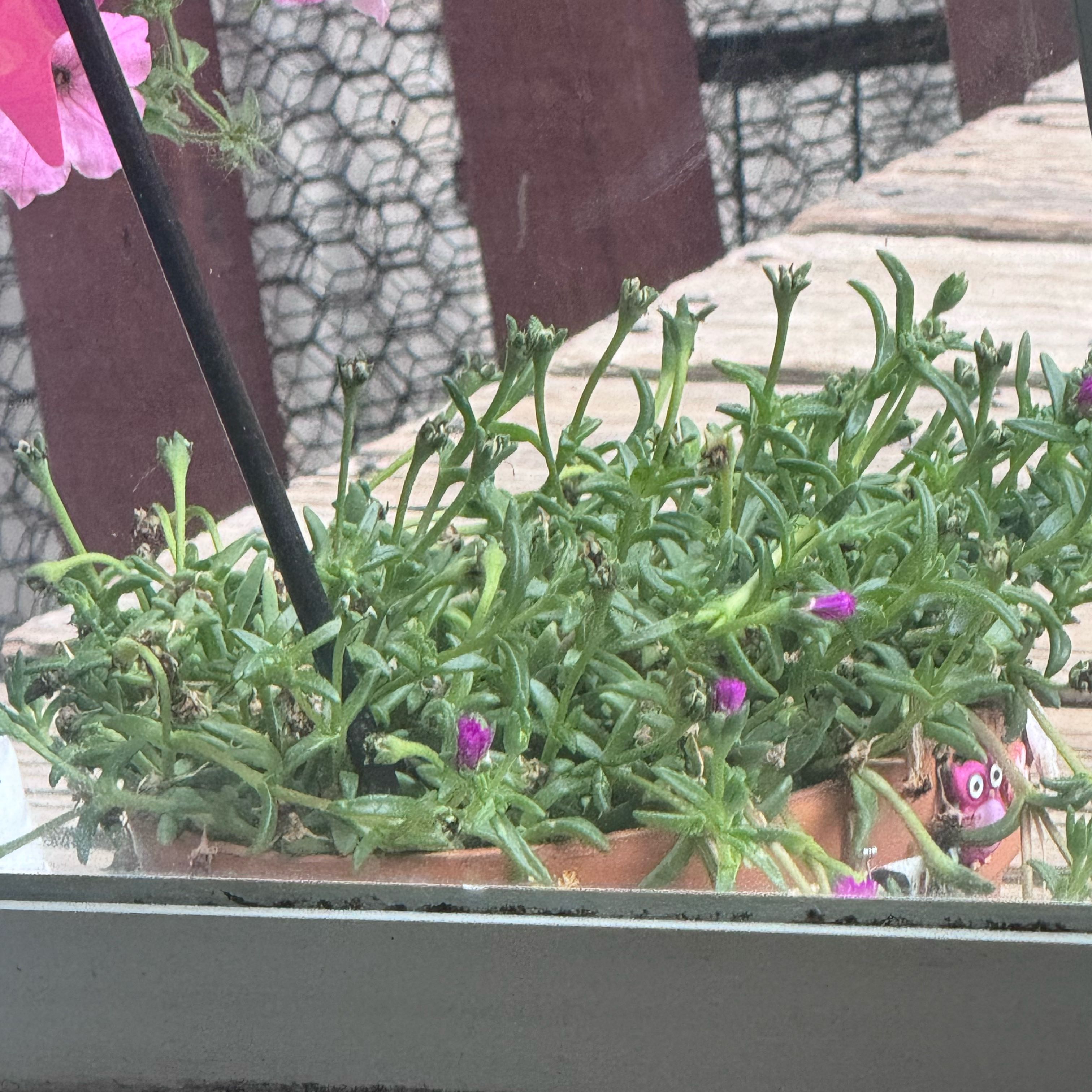 Photo of the plant species Lesotho Pink Ice Plant by @BusyYuzu82 named Bieber on Greg, the plant care app