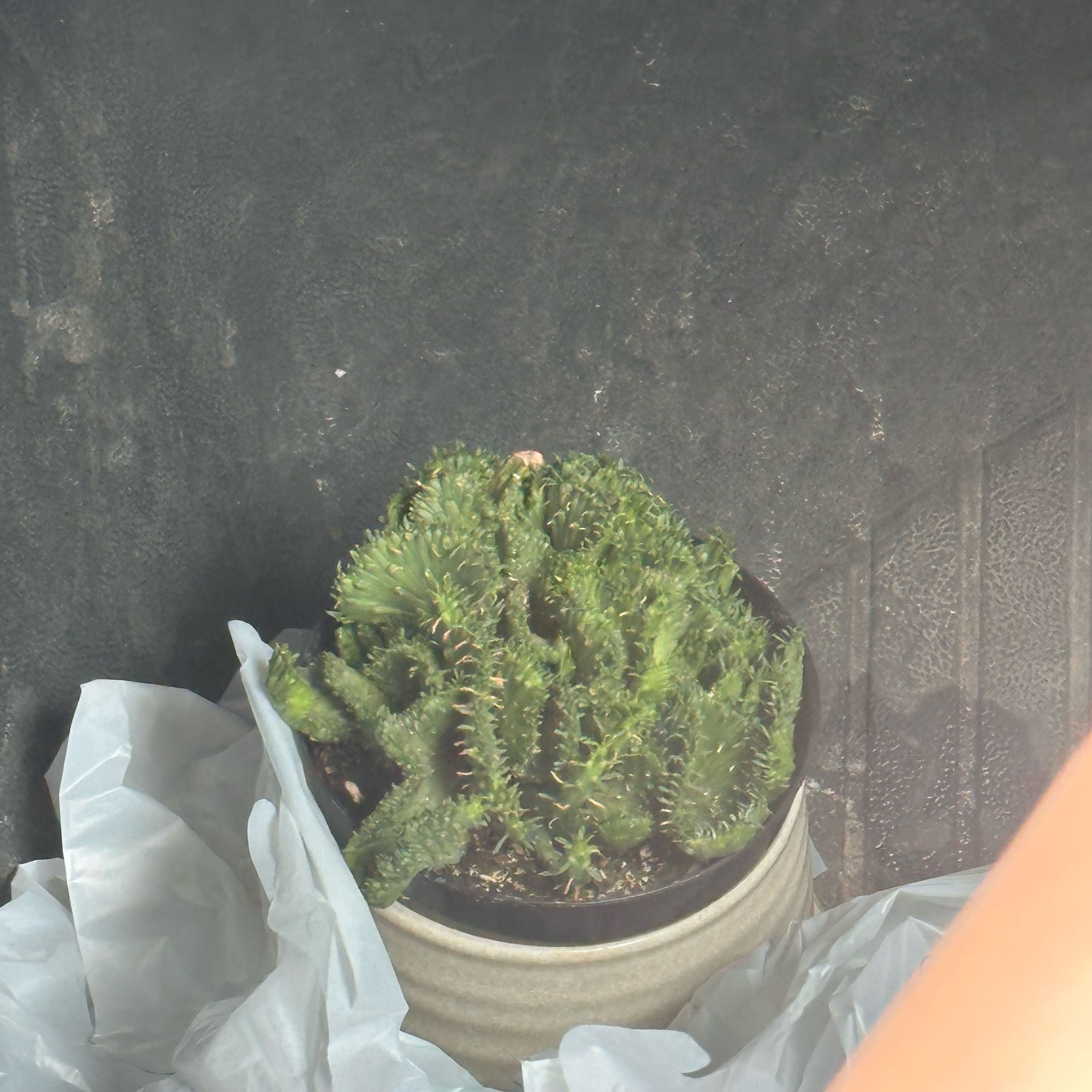 Photo of the plant species Medusa's Head by @DesirousCosmo93 named Walt on Greg, the plant care app