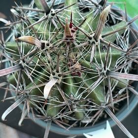 Photo of the plant species Barrel Cactus by @WorldlyCentro76 named Terra on Greg, the plant care app
