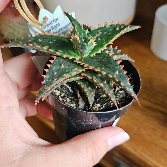 Photo of the plant species Aloe 'Christmas Sleigh' by @GemCatpalm42 named Sonora on Greg, the plant care app