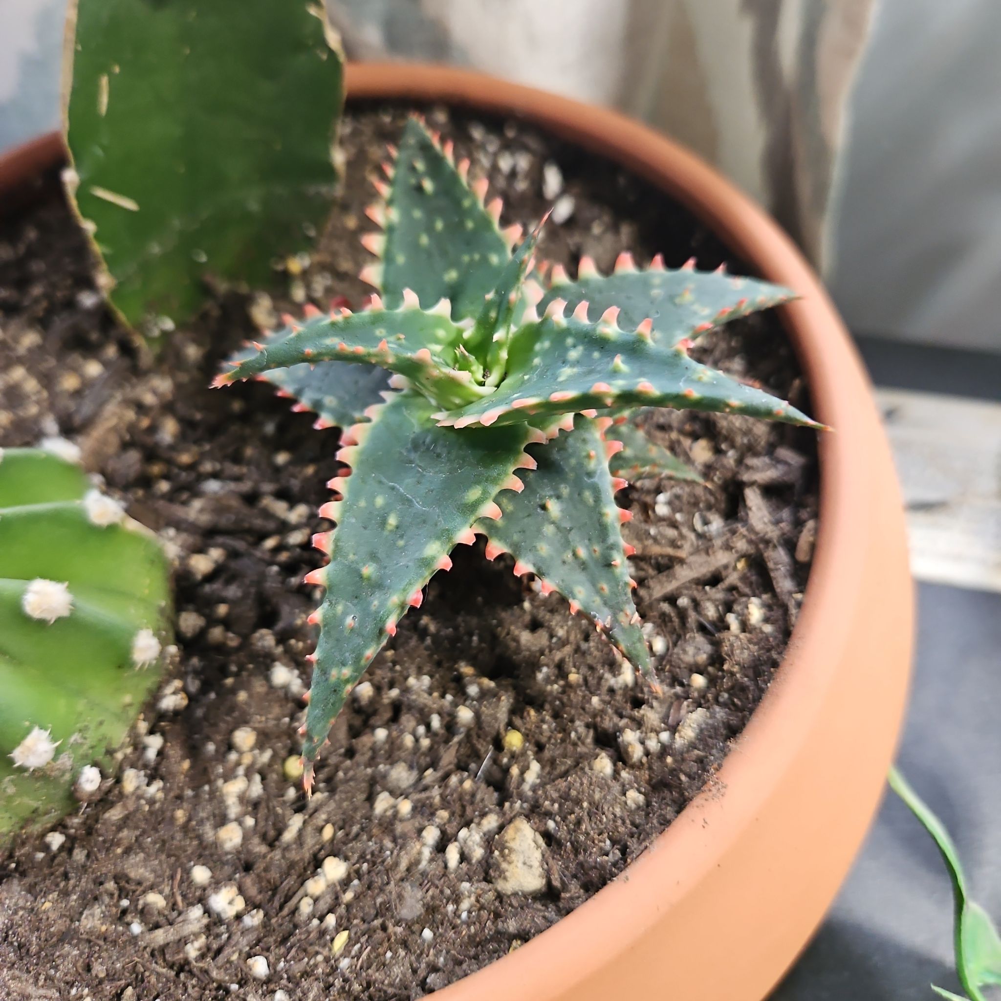 Photo of the plant species Aloe 'Christmas Sleigh' by @GemCatpalm42 named Sonora on Greg, the plant care app