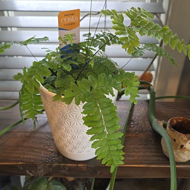 Photo of the plant species Northern Maidenhair Fern by @PrudentRuby44 named Michelle Branch on Greg, the plant care app