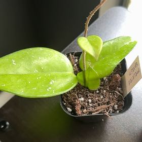 Photo of the plant species Speckled Hoya by @CredibleDecodon named Taylor Swift on Greg, the plant care app