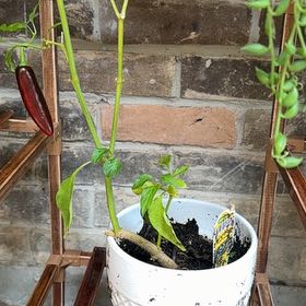 Photo of the plant species Jalepeno by @CredibleDecodon named Pax on Greg, the plant care app