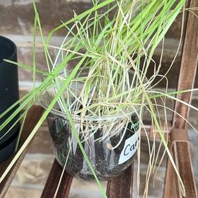 Photo of the plant species Pampas Grass by @CredibleDecodon named Sigmund on Greg, the plant care app