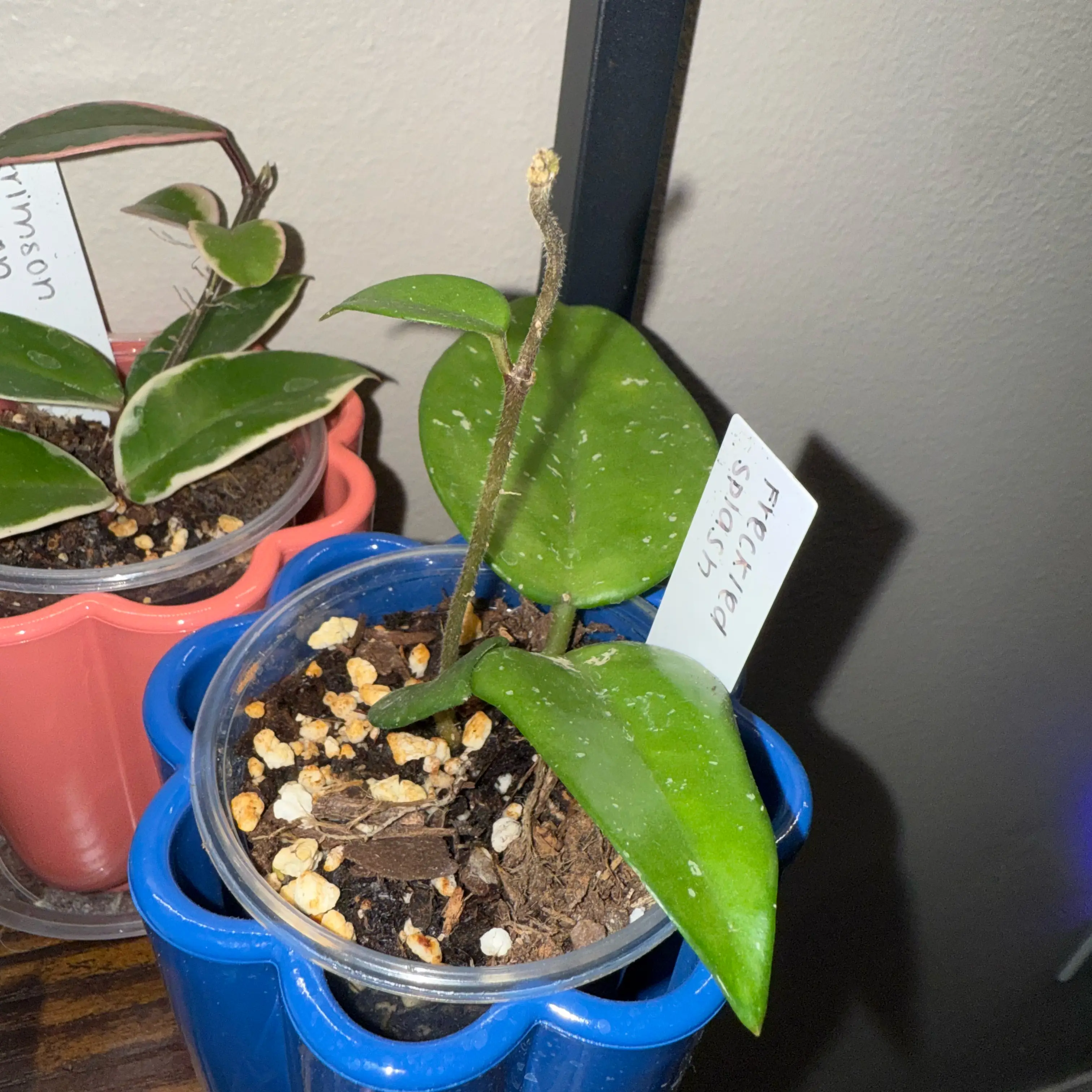Photo of the plant species Speckled Hoya by @CredibleDecodon named Taylor Swift on Greg, the plant care app