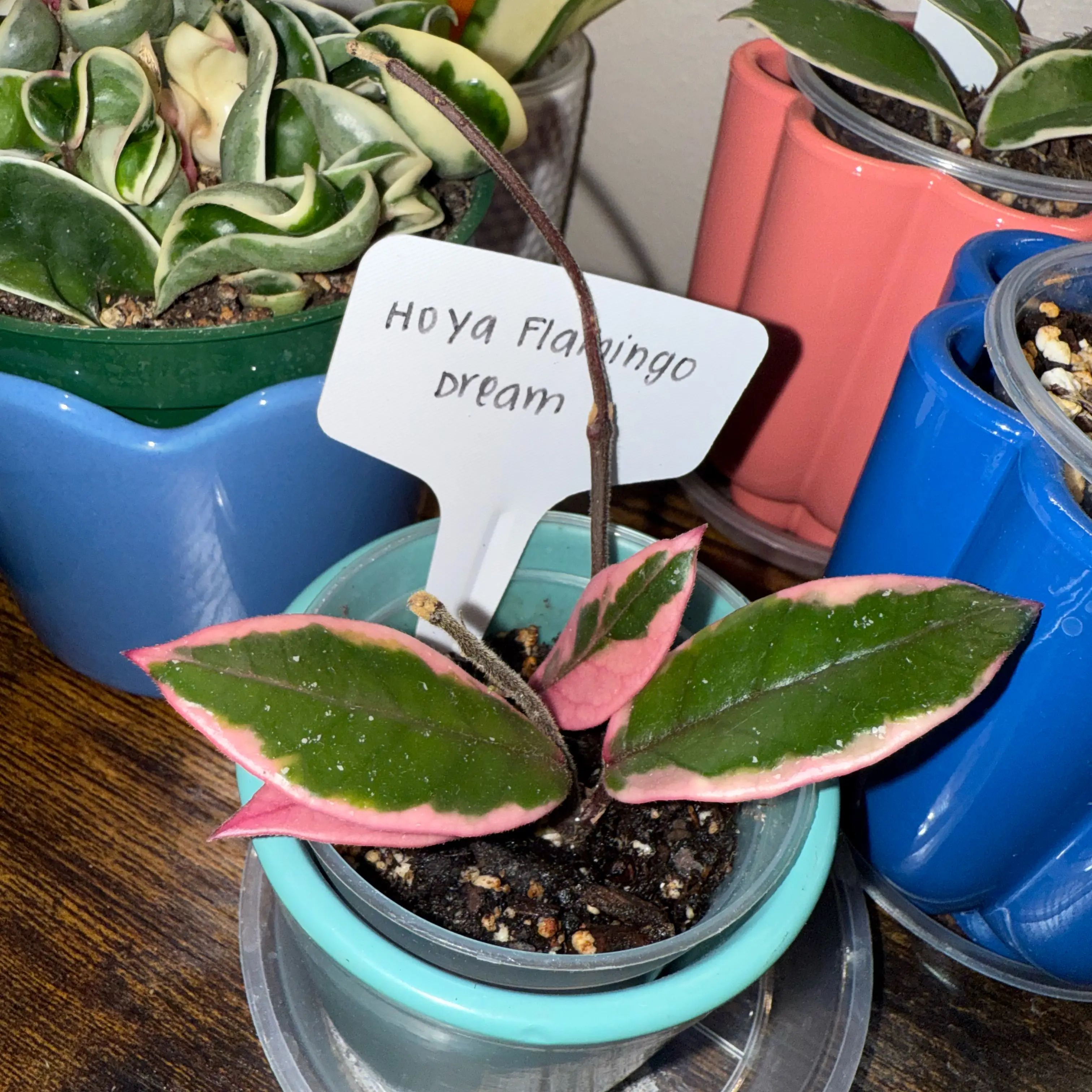 Photo of the plant species Hoya ‘Flamingo Dreams’ by @CredibleDecodon named Marilyn on Greg, the plant care app