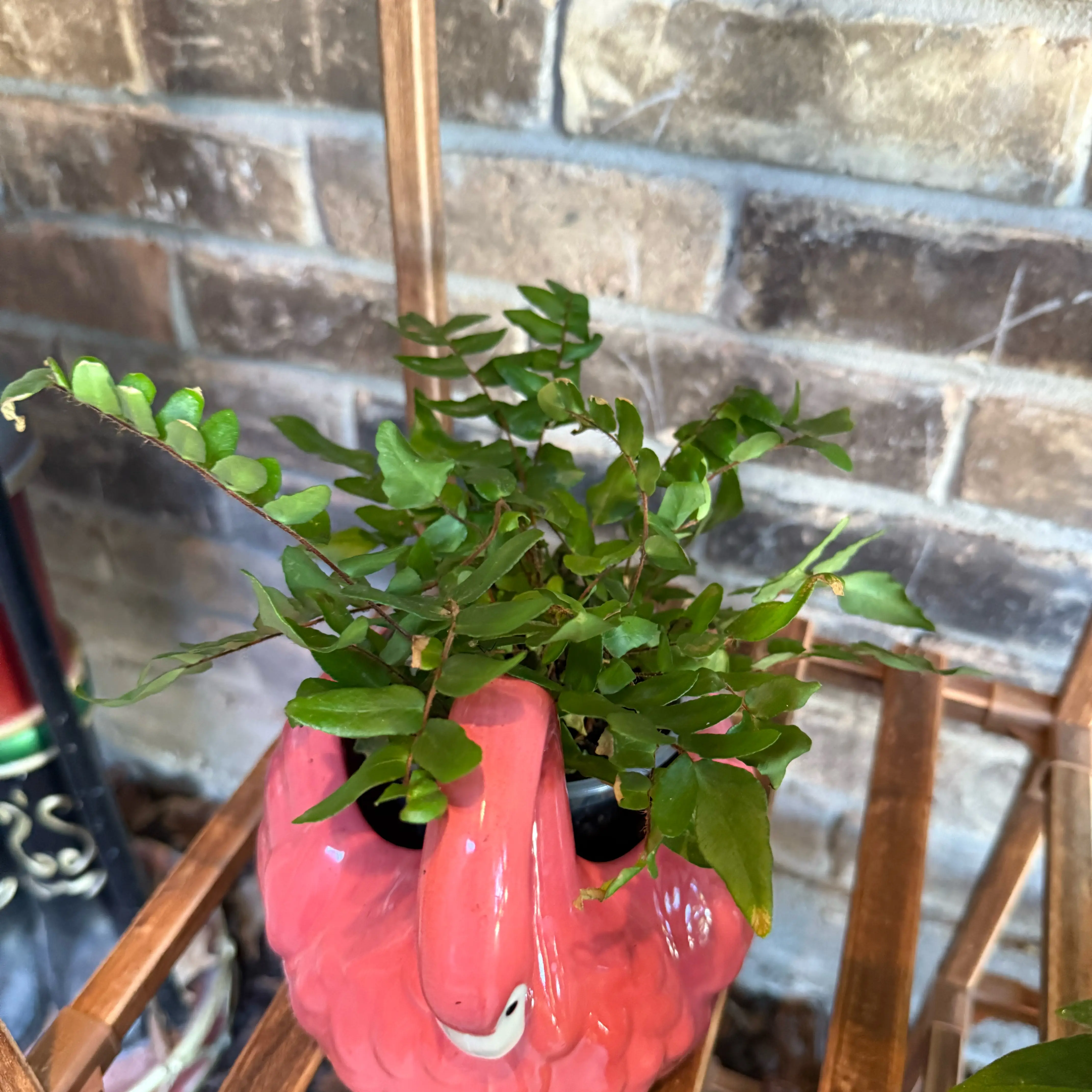 Photo of the plant species Lemon Button Fern by @CredibleDecodon named Girlfrond on Greg, the plant care app