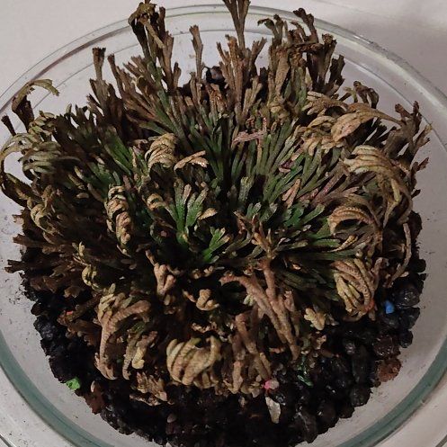 Photo of the plant species Rose of Jericho by @SmashingMira50 named Adonis on Greg, the plant care app