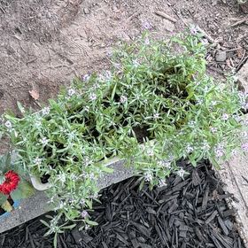 Photo of the plant species Sweet Alyssum by @CalmErophaca49 named Erica 25 on Greg, the plant care app