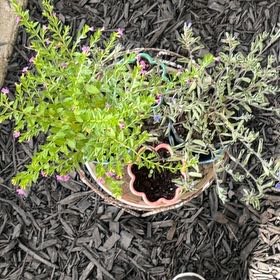 Photo of the plant species Mexican-Heather by @CalmErophaca49 named Spike Lee on Greg, the plant care app