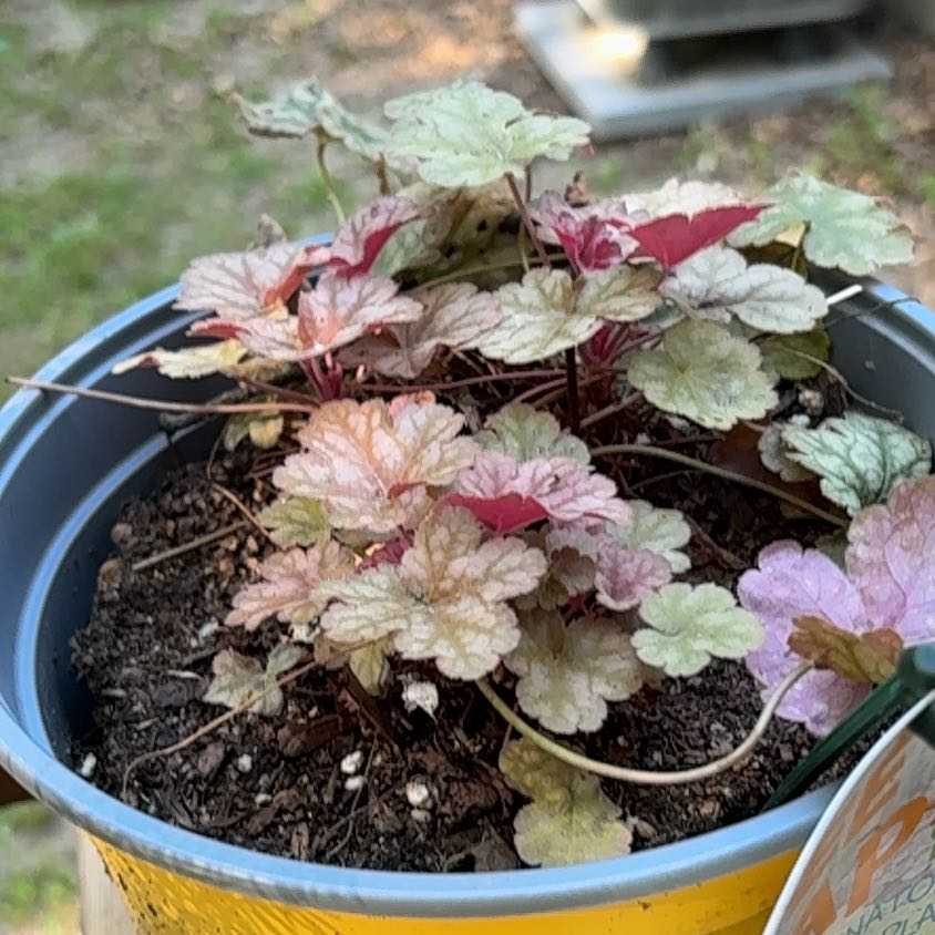 Photo of the plant species Coral Bells by @WorthyHemlock75 named Prince on Greg, the plant care app
