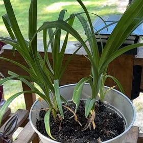 Photo of the plant species Tasman Flax-Lily by @WorthyHemlock75 named Einstein on Greg, the plant care app