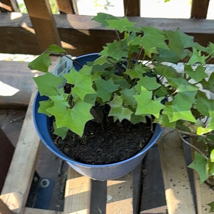 Photo of the plant species Cape Ivy by @WorthyHemlock75 named Queen on Greg, the plant care app