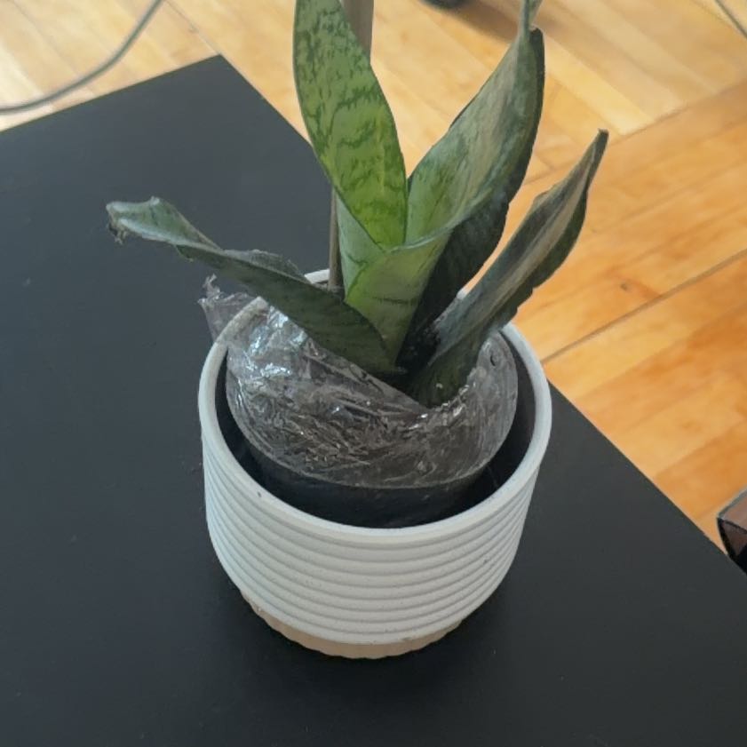 Photo of the plant species Sansevieria Silver Flame by @DinkumTutsan19 named Figyonce on Greg, the plant care app