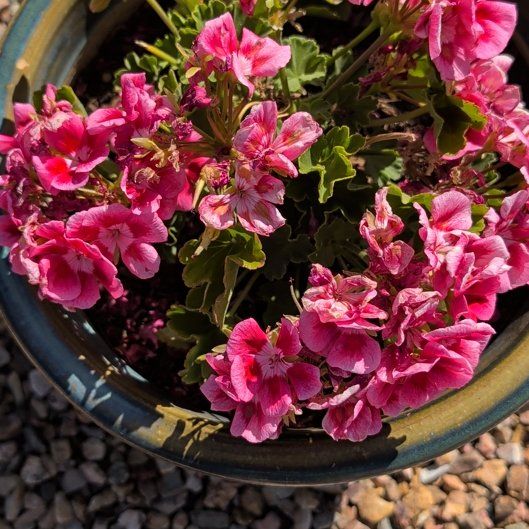 Photo of the plant species Brompton Stock by @RegalMexico53 named Marilyn on Greg, the plant care app