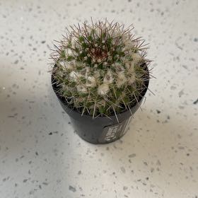 Photo of the plant species Silver Arrows Cactus by @TotalPukatea98 named Mando on Greg, the plant care app