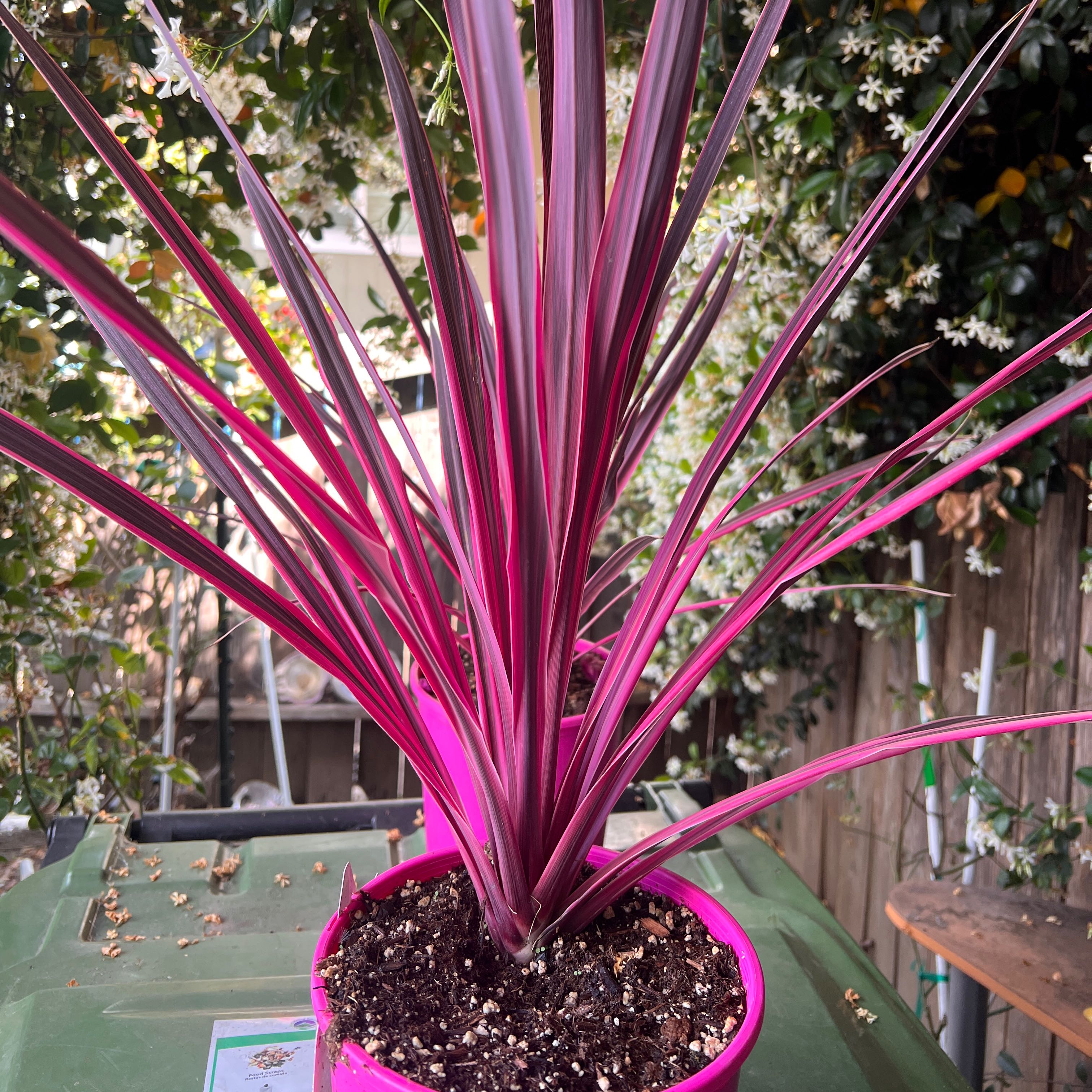 Photo of the plant species Cordyline 'Tana' by @HipSunburst68 named Pinky on Greg, the plant care app
