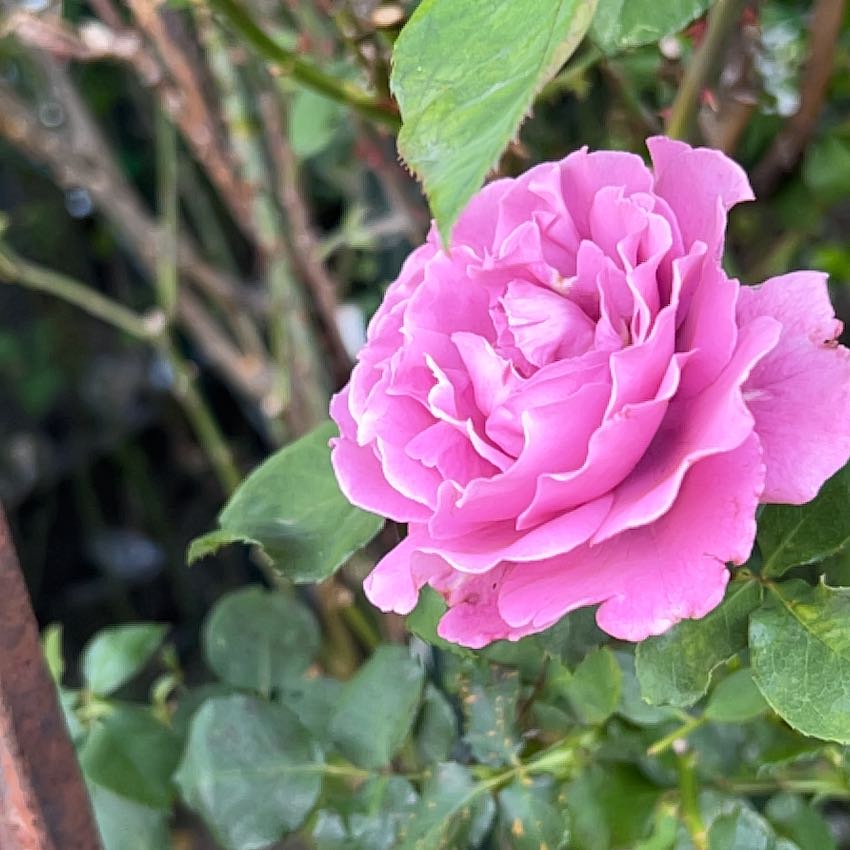 Photo of the plant species French Rose by @HipSunburst68 named Muhammad Ali on Greg, the plant care app