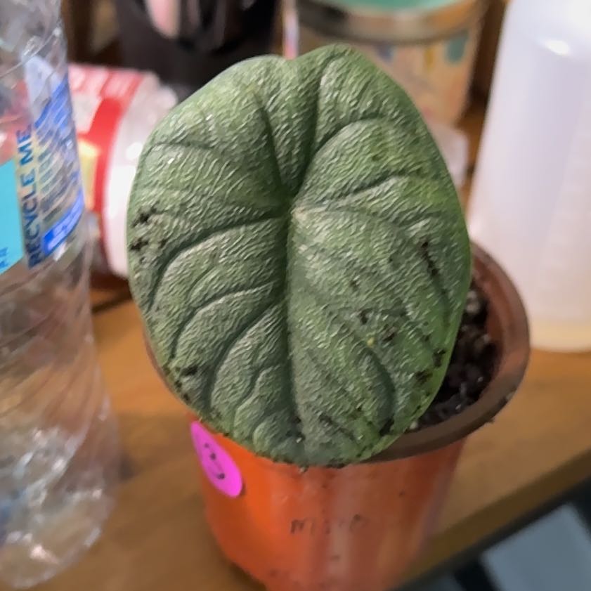 Photo of the plant species Alocasia 'Rugosa' by @BossBlue46 named Apollo on Greg, the plant care app